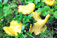 Lisi�arka [ 111.58 Kb ]