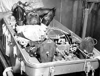 Pokus na majmunu [ 48.69 Kb ]