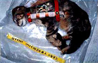 Mrtva ma�ka [ 16.23 Kb ]