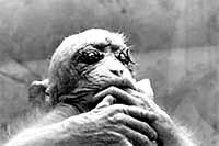 Majmun za�ivenih o�iju kojeg je iz laboratorija University of California Riverside oslobodio ALF (Animal Liberation Front) 1985. godine. [ 13.38 Kb ]