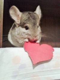 �in�ila-skrbnica Ana-Maria Bljai� [ 822.88 Kb ]