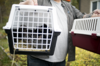 Swedish animal rights group Djurr�ttsalliansen rescued the 243 surviving chinchillas from the farm in Enk�ping, Sweden [ 222.02 Kb ]