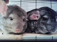 Foto: Ana-Maria Bljai� [ 785.86 Kb ]