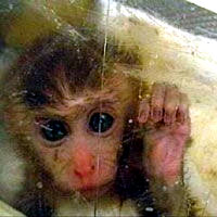 Majmun�i� [ 18.47 Kb ]