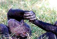 Majmuni u igri [ 19.99 Kb ]