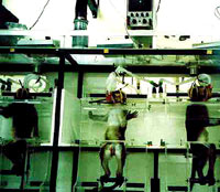 Majmuni u laboratoriju [ 32.19 Kb ]