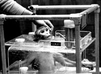 Pokus na majmunu [ 33.54 Kb ]