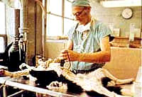 Obdukacija psa [ 21.13 Kb ]