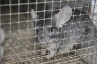 Chinchillas in fur farms 1 [ 429.71 Kb ]