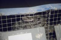 Chinchillas in fur farms 3 [ 502.20 Kb ]