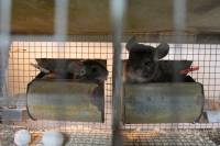 Chinchillas in fur farms 8 [ 561.74 Kb ]