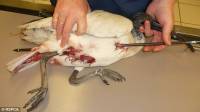 Izvor: rspca.org-ptica pogo�ena strijelom [ 52.49 Kb ]