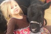 A girl and a cow [ 200.25 Kb ]