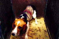 Vivisekcija 41 (pas) [ 29.02 Kb ]