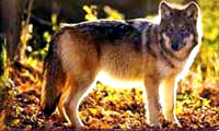Wolf 1 [ 17.94 Kb ]