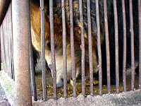 Medvjed u zoolo�kom vrtu [ 44.84 Kb ]