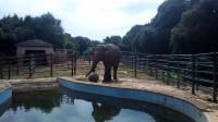 elephant Lanka 2 [ 1.18 Mb ]
