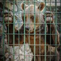 Bruno u zatocenistvu-Cerna-foto_FOUR PAWS-2 [ 167.37 Kb ]