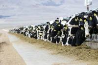 cows [ 656.94 Kb ]
