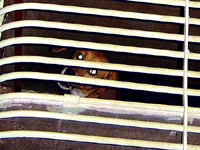 Beagleovi na Veterinarskom fakultetu 3 [ 23.31 Kb ]