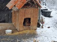 foto: helping animals 9 [ 289.65 Kb ]