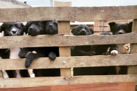 Skloni�te Farmica [ 808.20 Kb ]