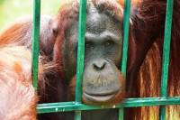 orangutan u zoolo�kom [ 290.97 Kb ]