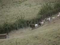 Hunt - dogs chasing a deer [ 1.34 Mb ]