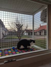 Royal Cat Hotel - ma�ka [ 457.49 Kb ]