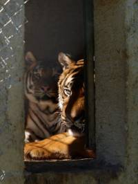 FB_Zlatko Budin [ 107.06 Kb ]