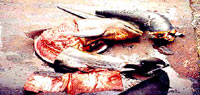 dolphin slaughter [ 37.98 Kb ]