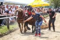 horse abuse horse abuse