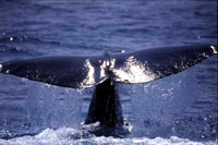 whalefin [ 87.30 Kb ]