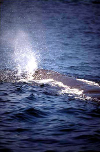 whaleblow [ 53.66 Kb ]
