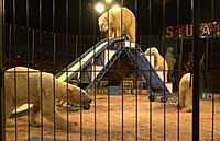 Polar bears in circus Polar bears in circus