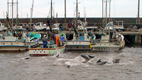 dolphin hunt 2 [ 108.62 Kb ]