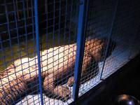 Krokodil u cirkusu Gaertner [ 51.05 Kb ]