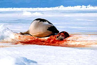 Seal hunt 1 [ 17.90 Kb ]