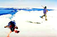Seal hunt 3 [ 12.56 Kb ]