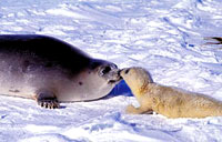 Seal hunt 4 [ 18.56 Kb ]