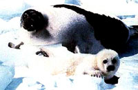 Seal hunt 5 [ 18.60 Kb ]