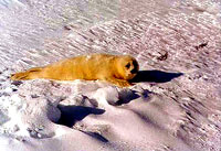 Seal hunt 7 [ 27.80 Kb ]