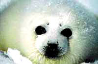 Seal hunt 9 [ 12.24 Kb ]