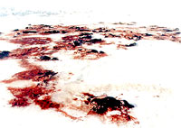 Seal hunt 10 [ 23.38 Kb ]