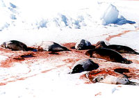 Seal hunt 11 [ 22.98 Kb ]