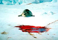 Seal hunt 12 [ 17.74 Kb ]