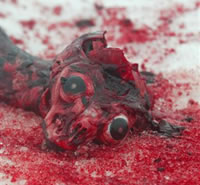 Tuljani - ubijeni tuljan