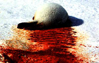 Seal hunt 19 [ 26.99 Kb ]