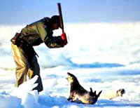 Seal hunt 20 [ 18.58 Kb ]