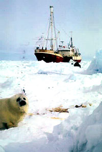 Seal hunt 22 [ 25.67 Kb ]